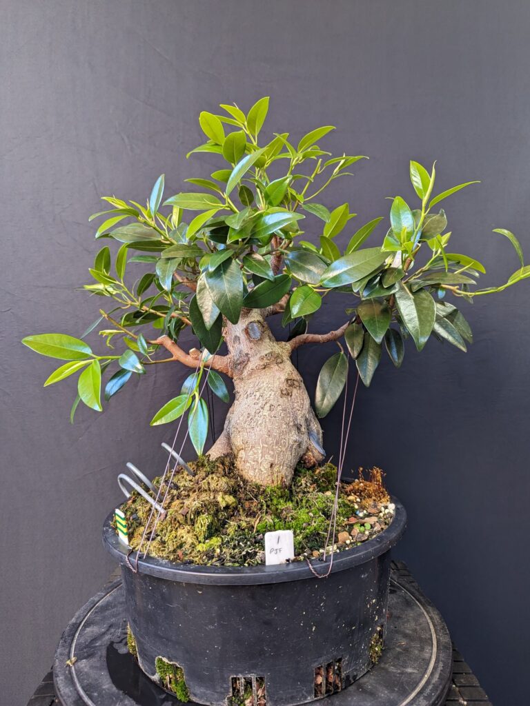 #0001 Port Jackson Fig