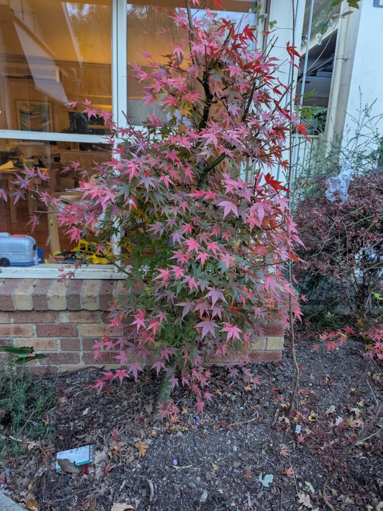 #0116 Japanese Maple