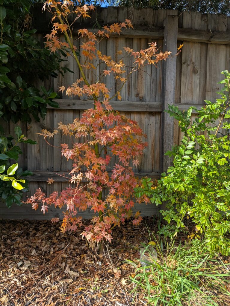 #0042 Japanese Maple