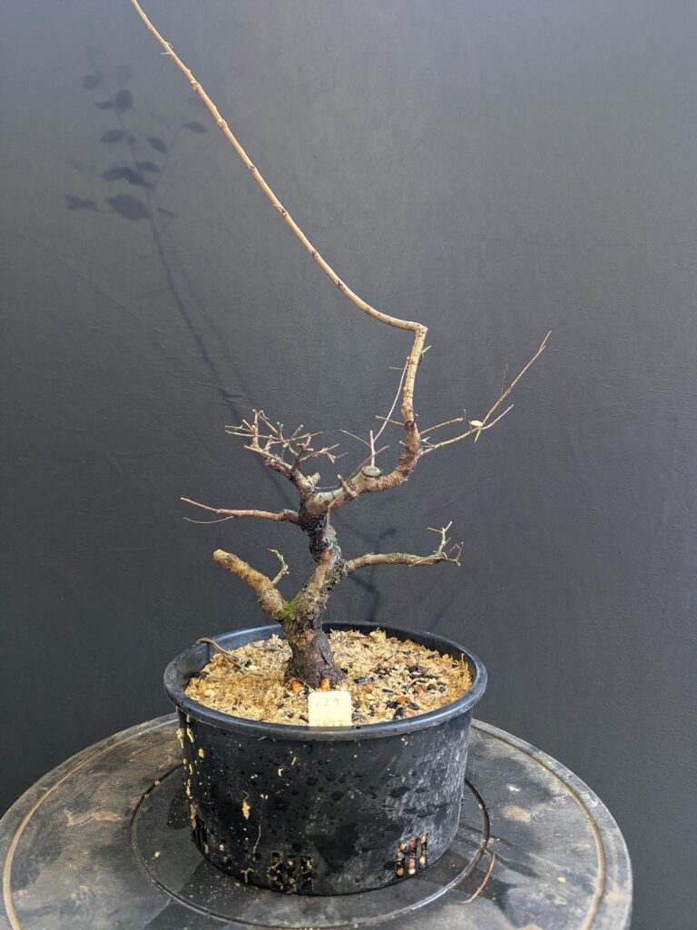 #0129 Chinese Elm
