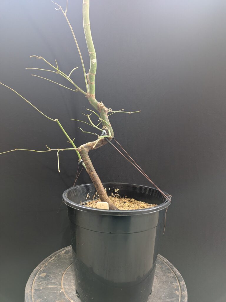 #0014 Japanese Maple