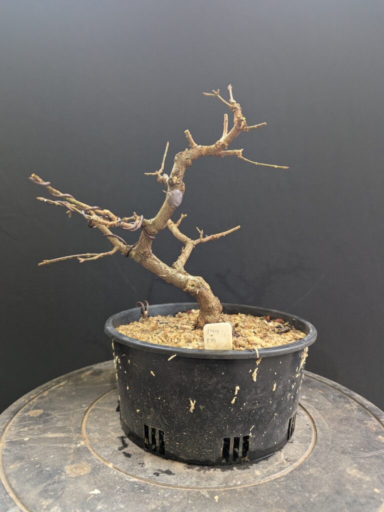#0144 Trident Maple