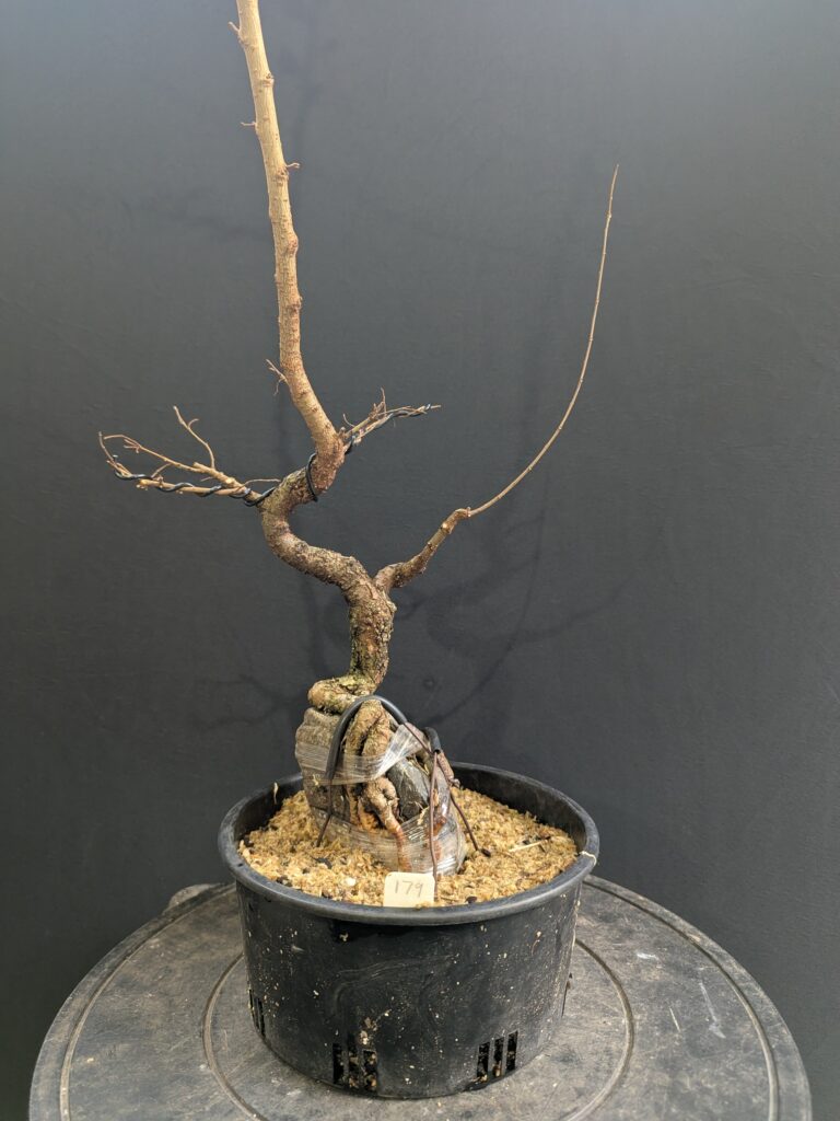 #0179 Chinese Elm