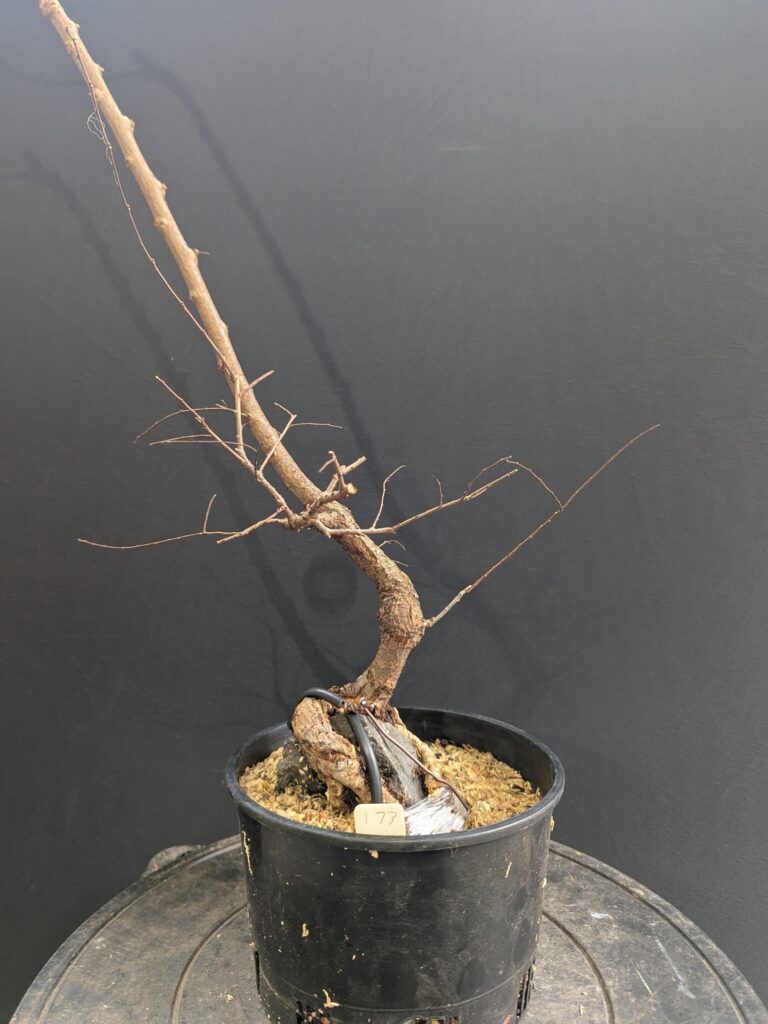 #0173 Chinese Elm