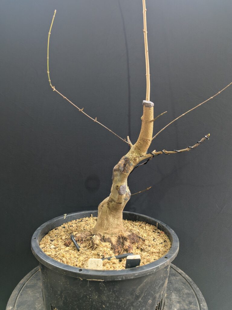 #0245 Trident Maple