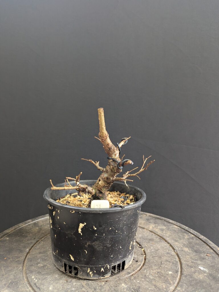 #0148 Chinese Elm
