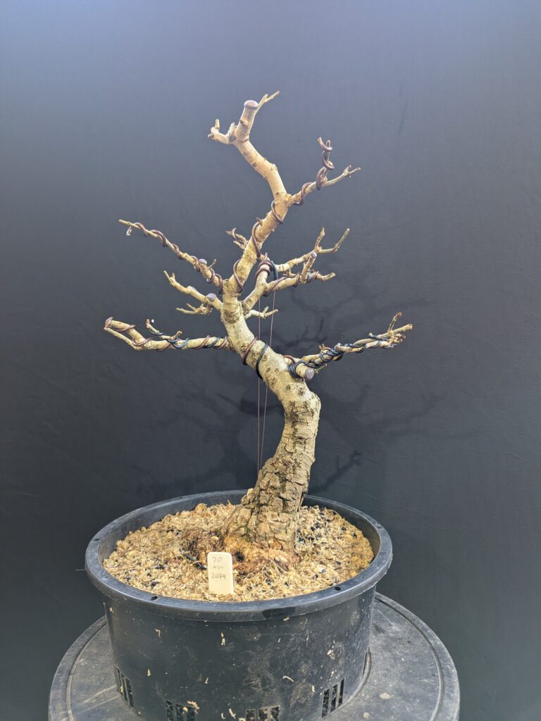 #0070 Desert Ash