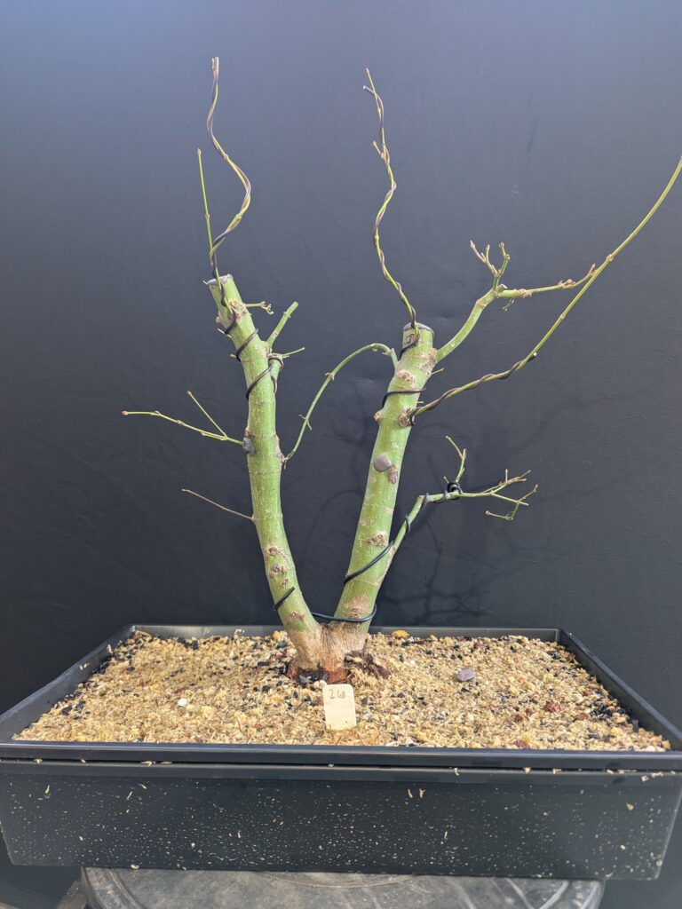 #0268 Japanese Maple