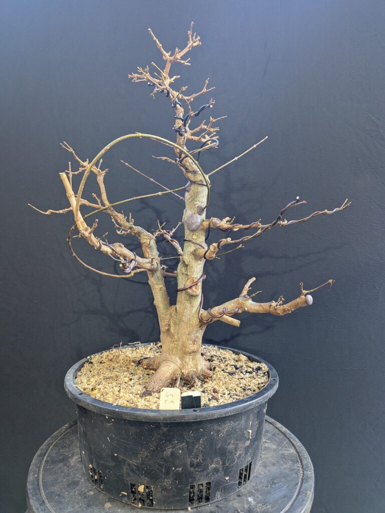 #0064 Trident Maple