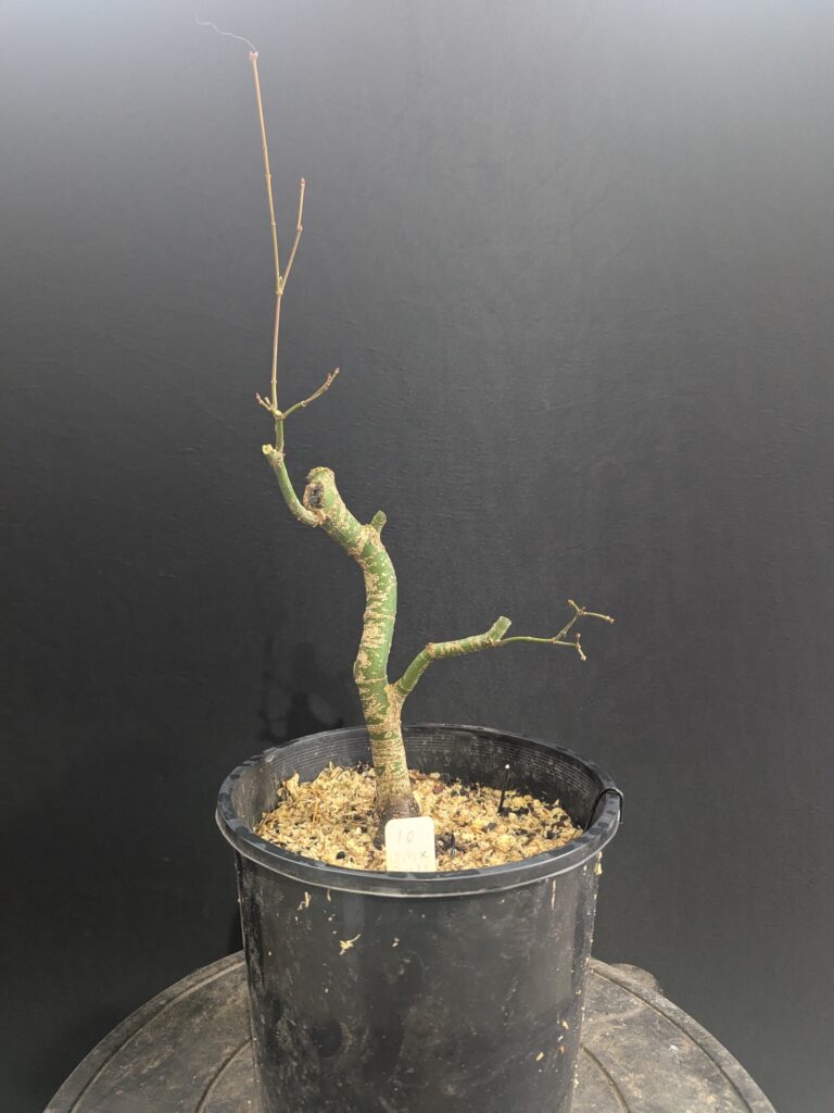 #0010 Japanese Maple