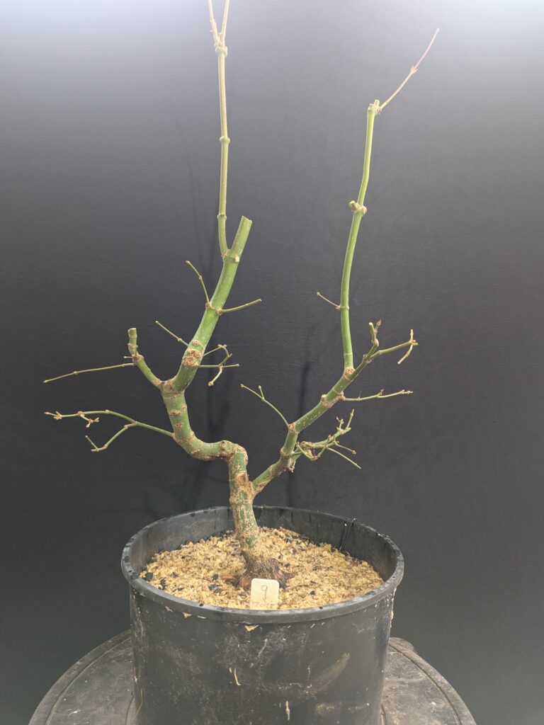 #0009 Japanese Maple