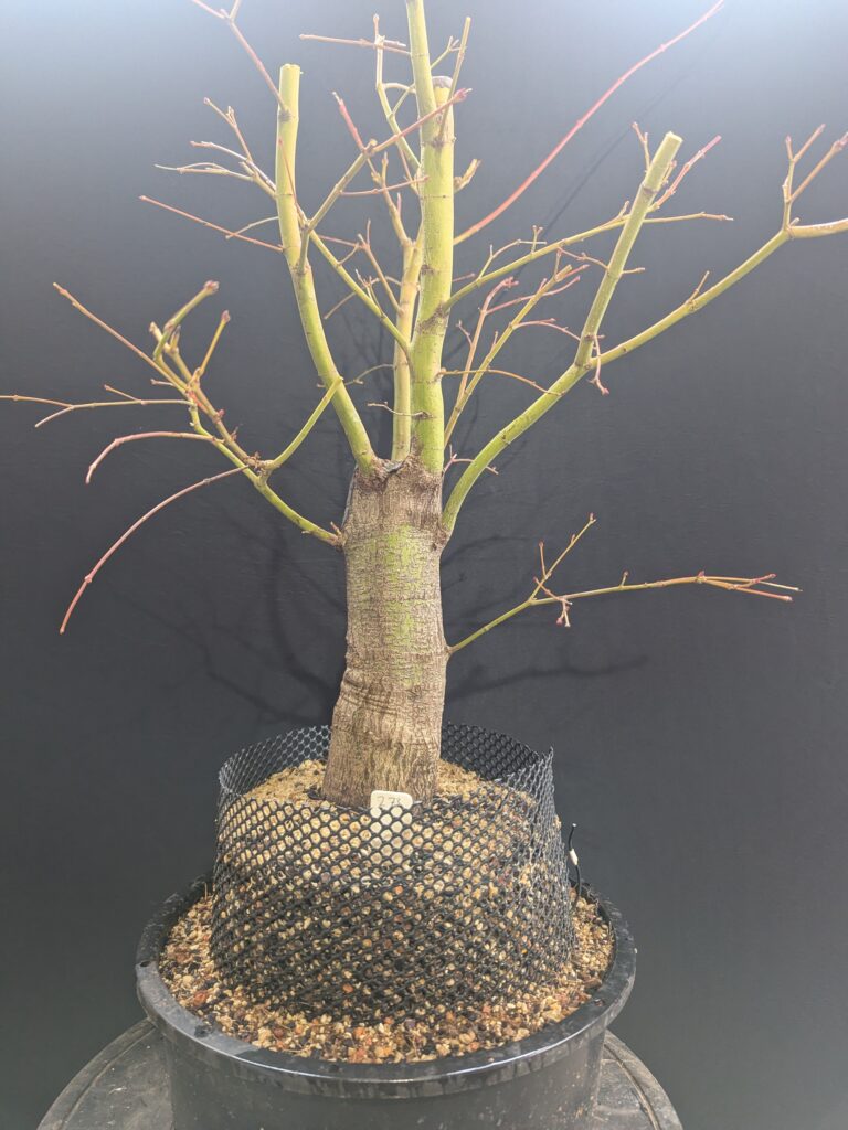 #0273 Japanese Maple