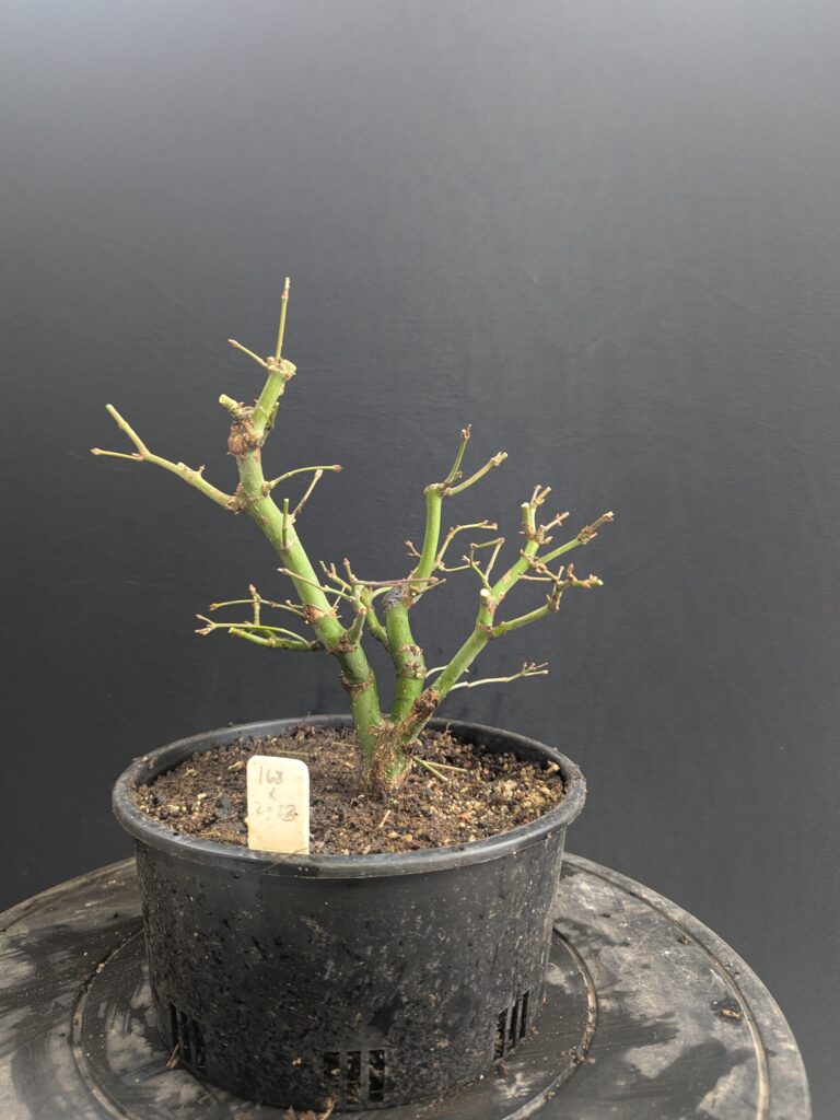 #0168 Japanese Maple