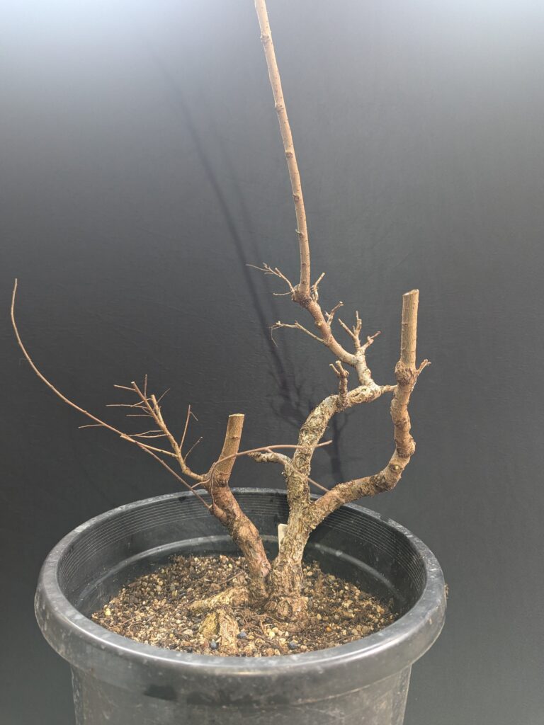 #0003 Chinese Elm