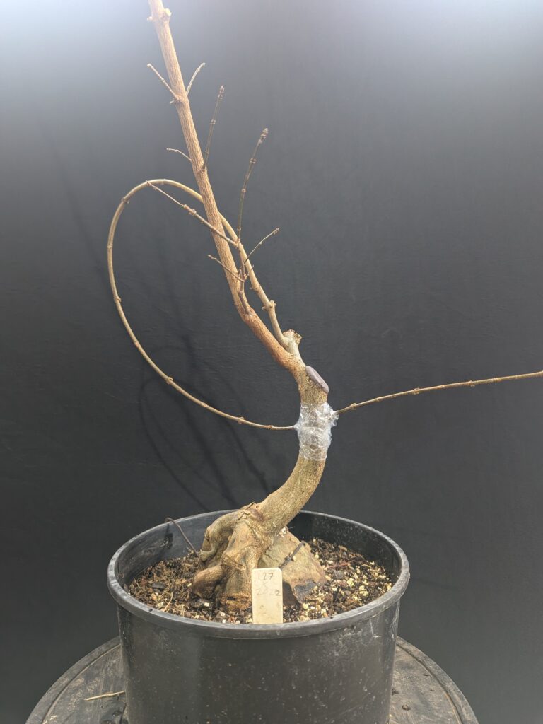 #0127 Trident Maple