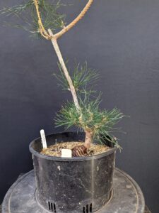 #0032 Japanese Black Pine