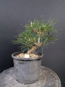 #0126 Japanese Black Pine