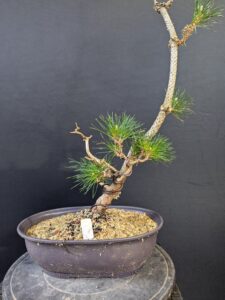 #0147 Japanese Black Pine
