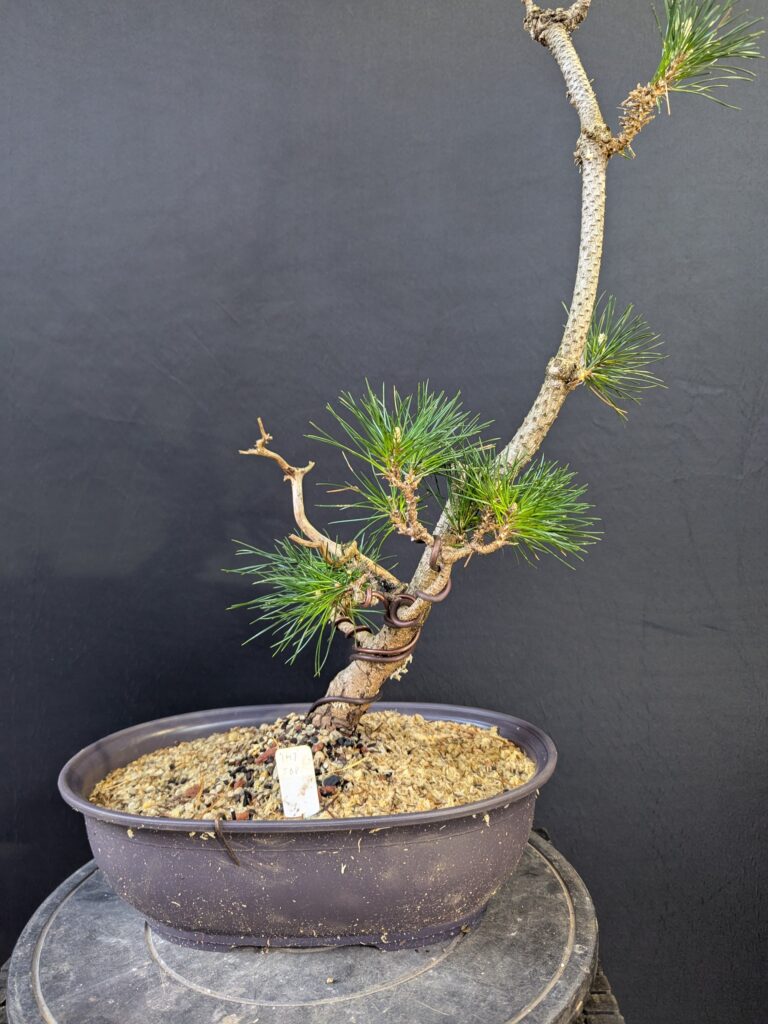 #0147 Japanese Black Pine