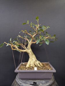 #0002 Port Jackson Fig
