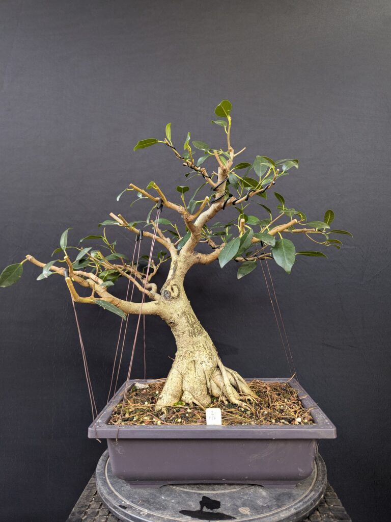 #0002 Port Jackson Fig