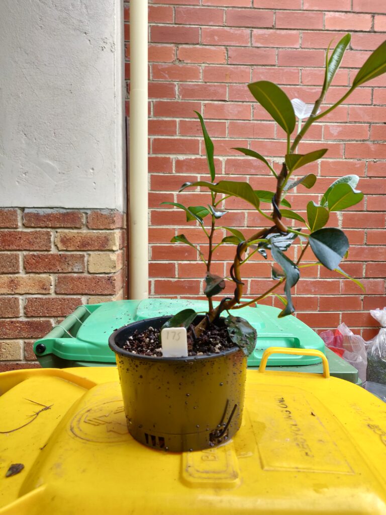 #0175 Port Jackson Fig