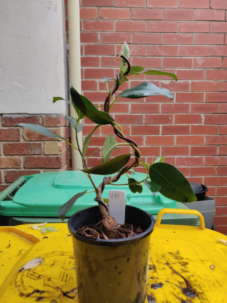 #0181 Port Jackson Fig