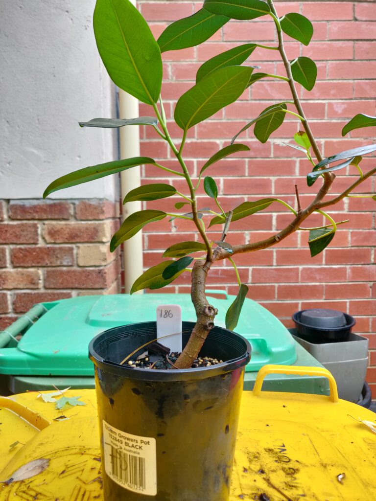 #0186 Port Jackson Fig