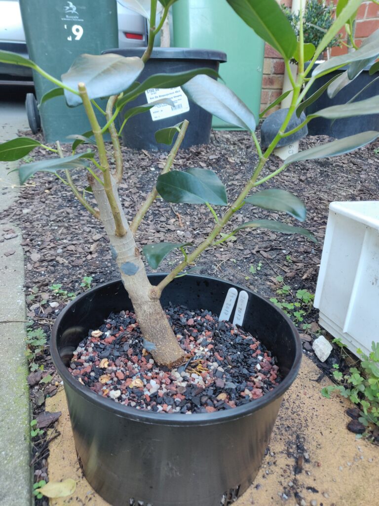#0019 Port Jackson Fig