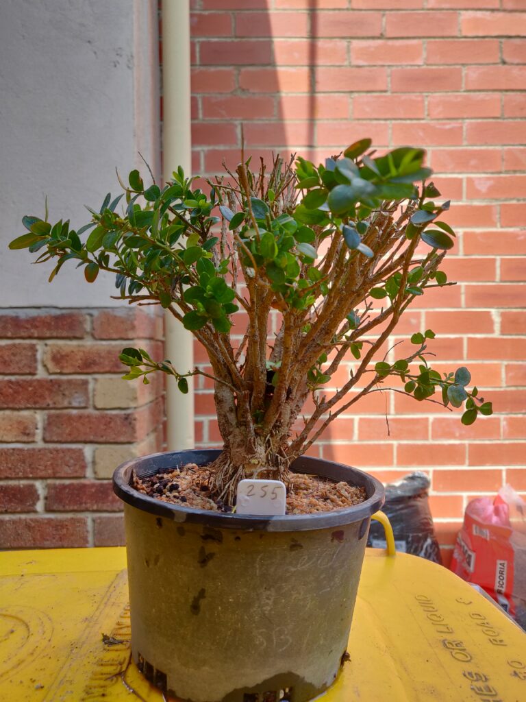 #0255 English Boxwood