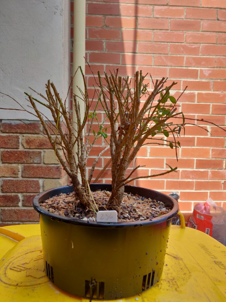 #0256 English Boxwood