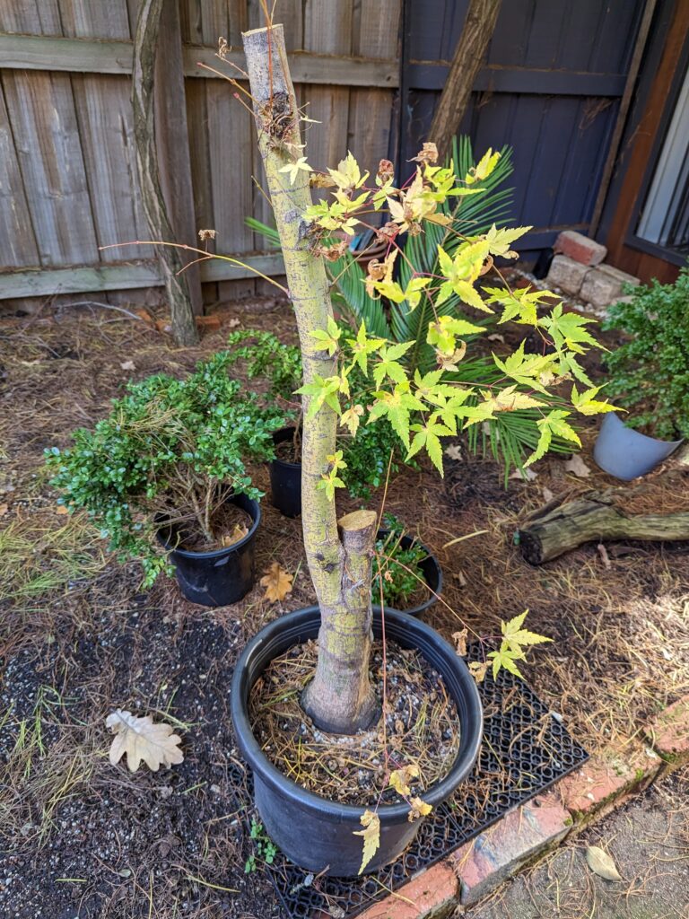 #0264 Japanese Maple