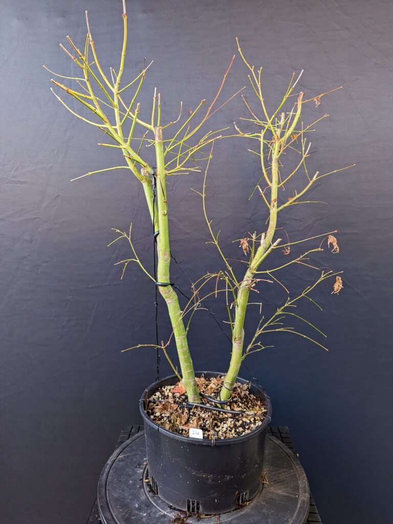 #0268 Japanese Maple