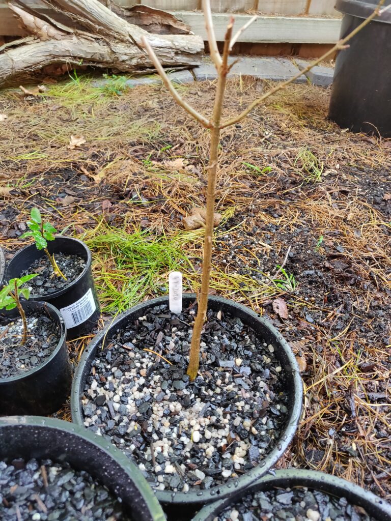 #0049 Trident Maple