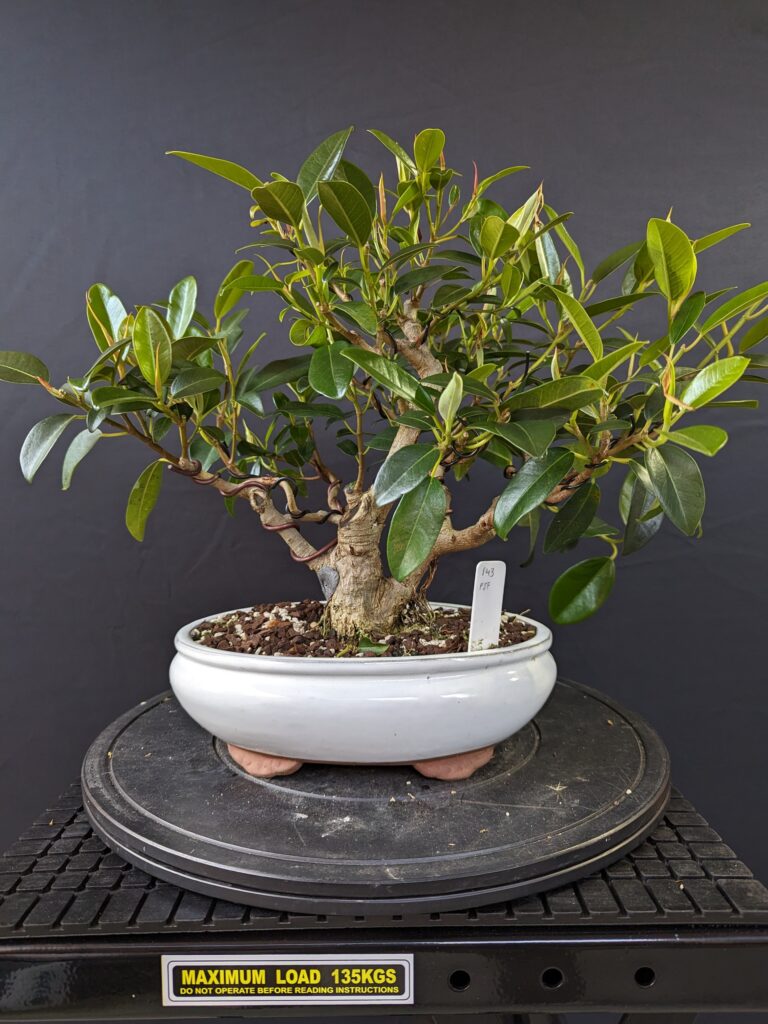 #0143 Port Jackson Fig