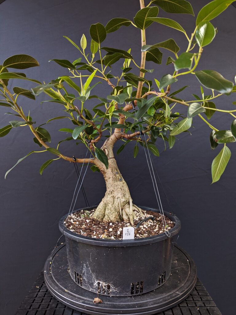 #0002 Port Jackson Fig