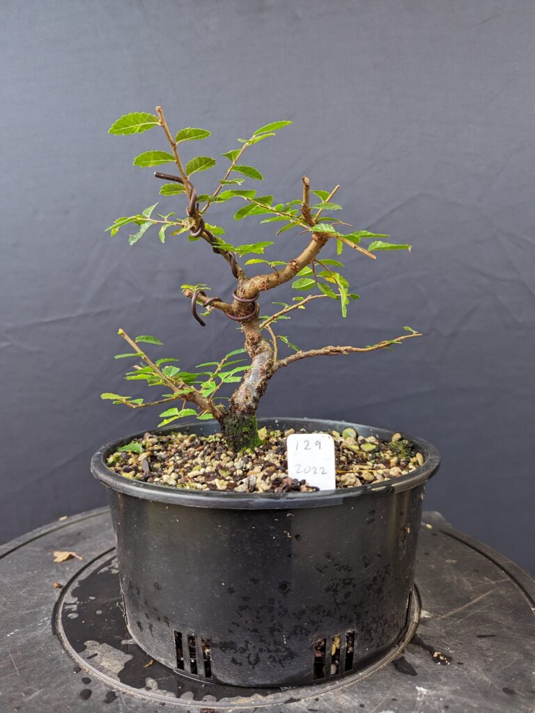 #0129 Chinese Elm