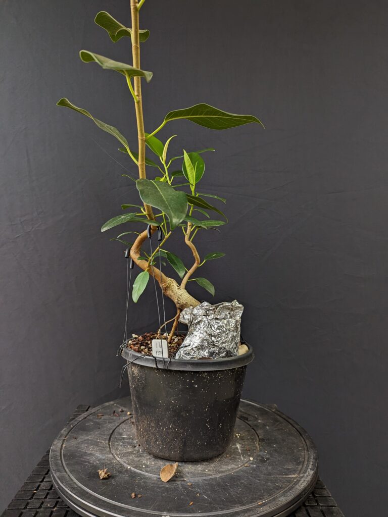 #0016 Port Jackson Fig