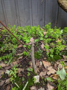 #0007 Japanese Maple