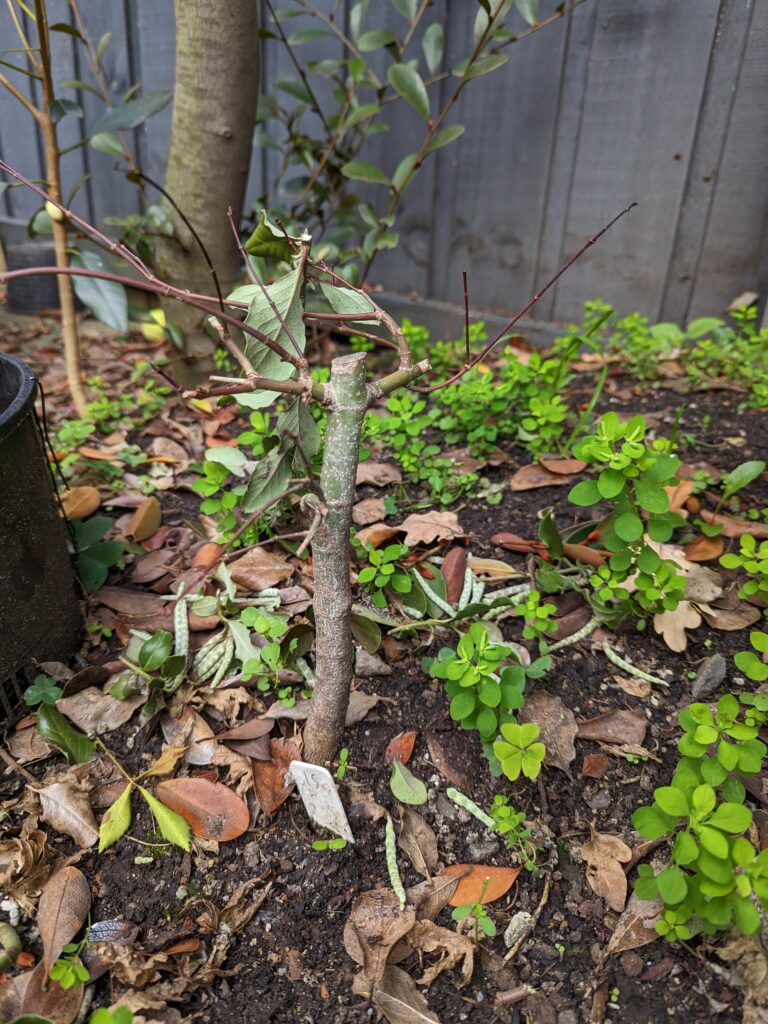 #0015 Japanese Maple