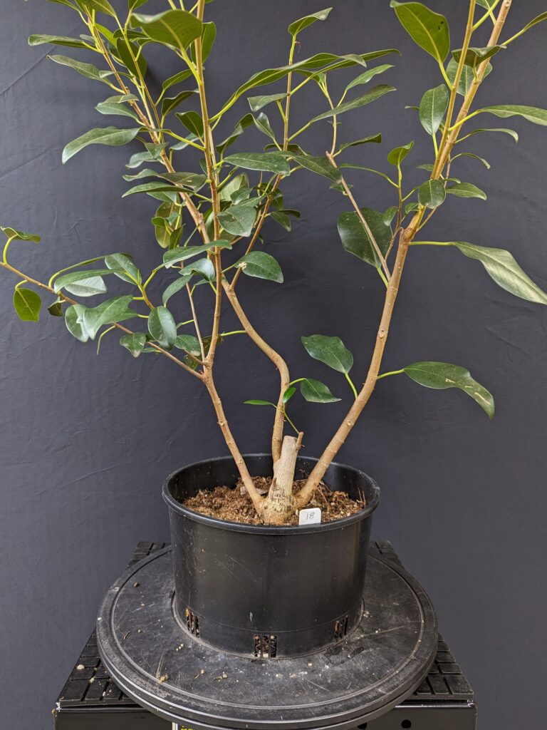 #0018 Port Jackson Fig