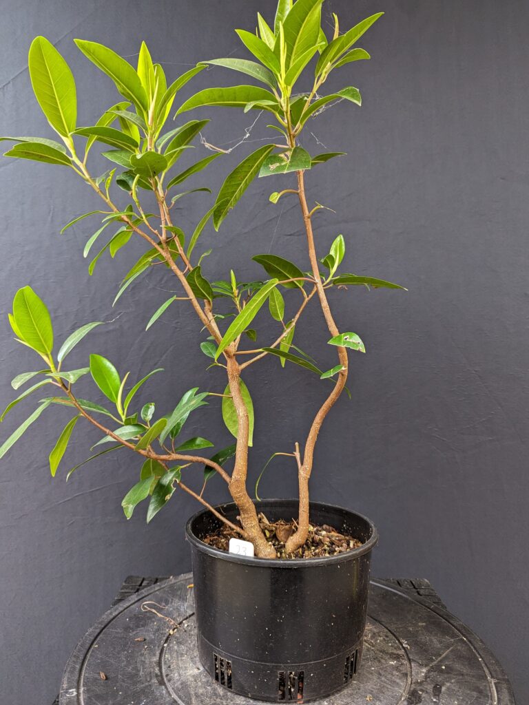 #0023 Port Jackson Fig