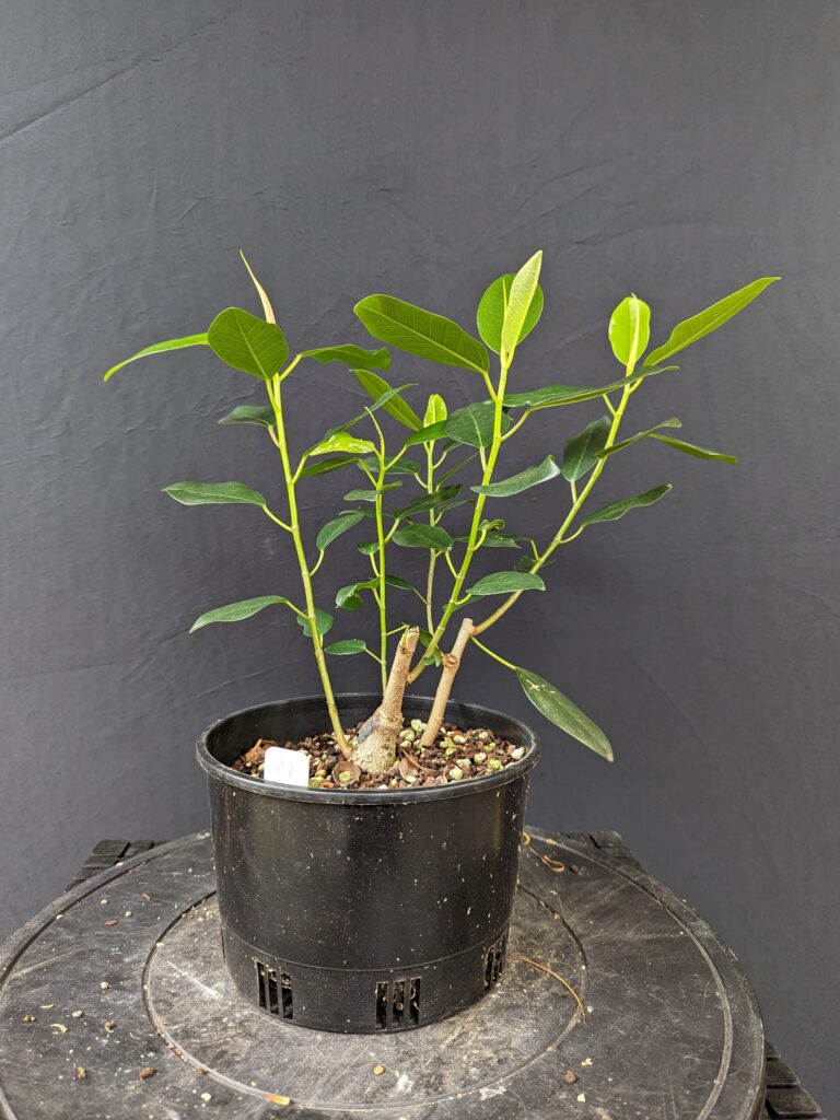 #0029 Port Jackson Fig