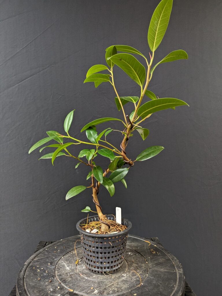 #0030 Port Jackson Fig