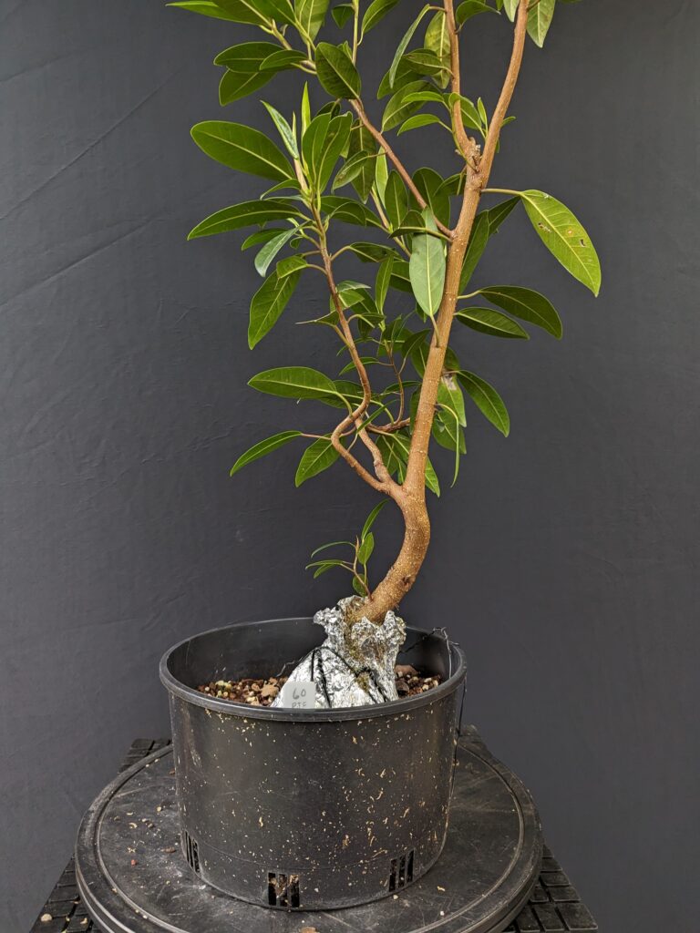#0060 Port Jackson Fig
