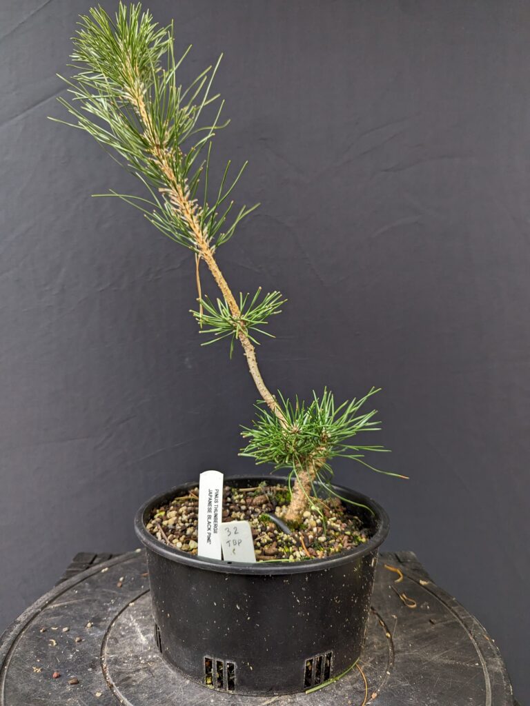 #0032 Japanese Black Pine