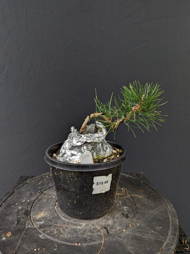 #0227 Japanese Black Pine