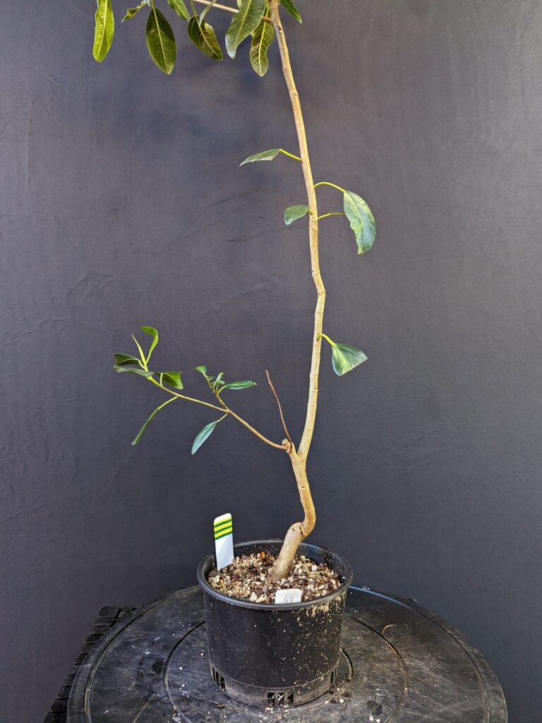 #0061 Port Jackson Fig