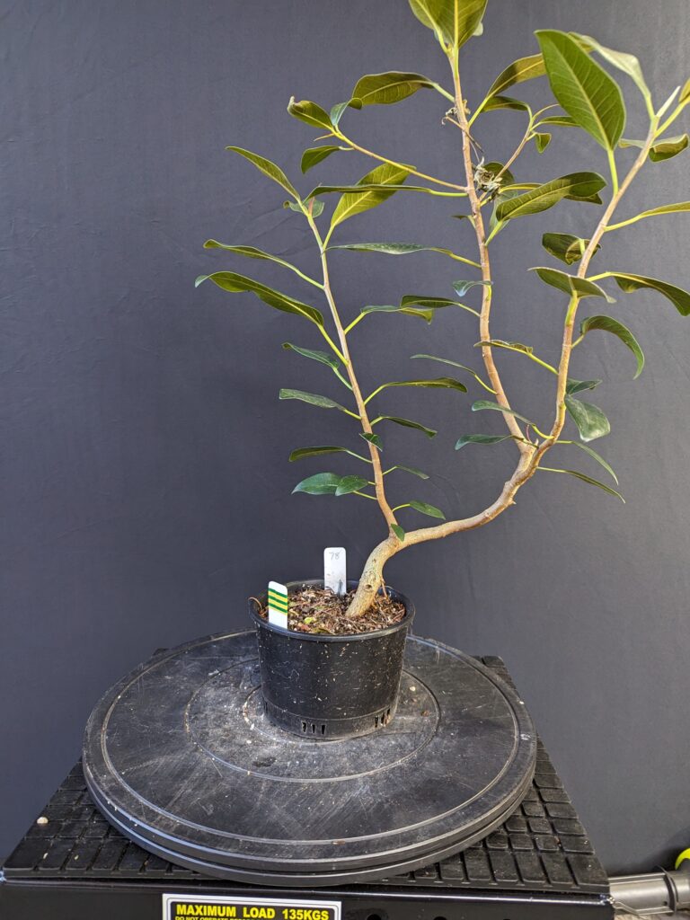 #0078 Port Jackson Fig