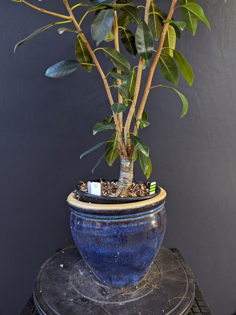 #0086 Port Jackson Fig